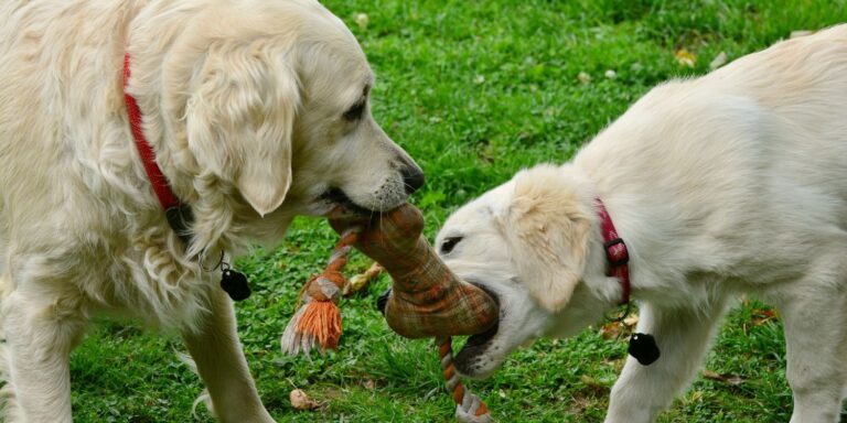 mascotas sociables